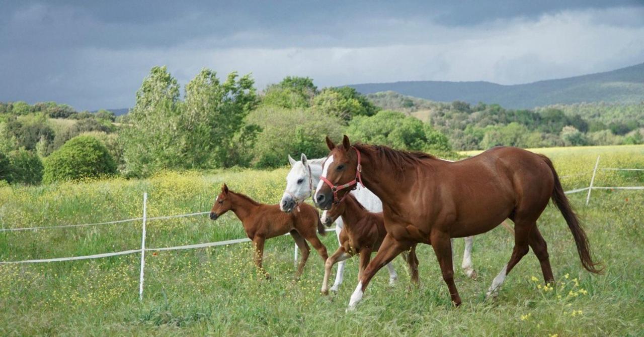 Sant Anna Quarter Horse Farm stay