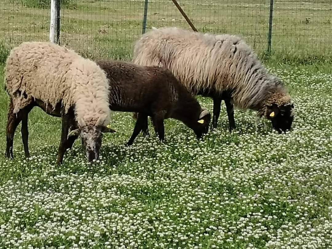 Farm stay Sant Anna Quarter Horse Cura Nuova