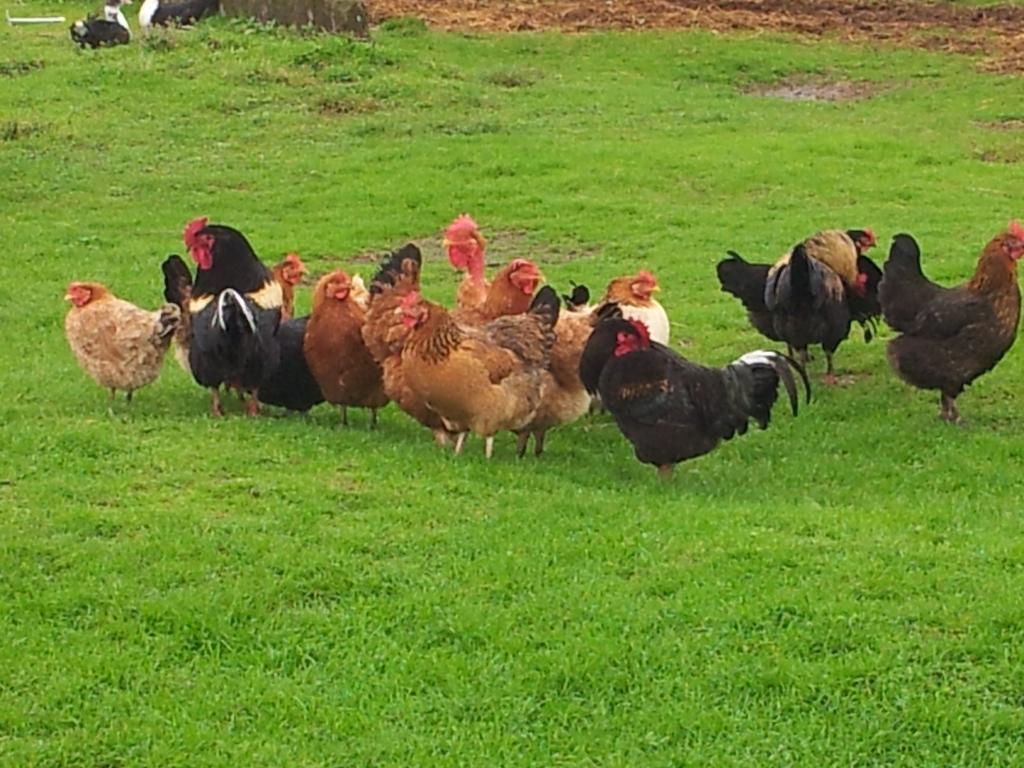 Farm stay Sant Anna Quarter Horse Cura Nuova