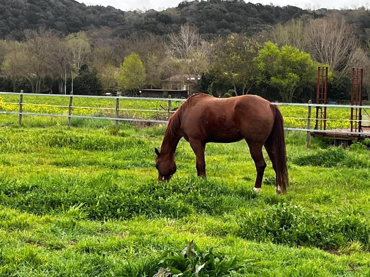 Sant Anna Quarter Horse Séjour à la ferme